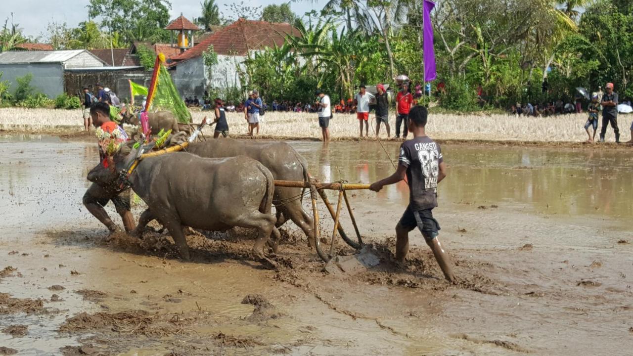Segara Urip Apartamento Negara  Exterior foto
